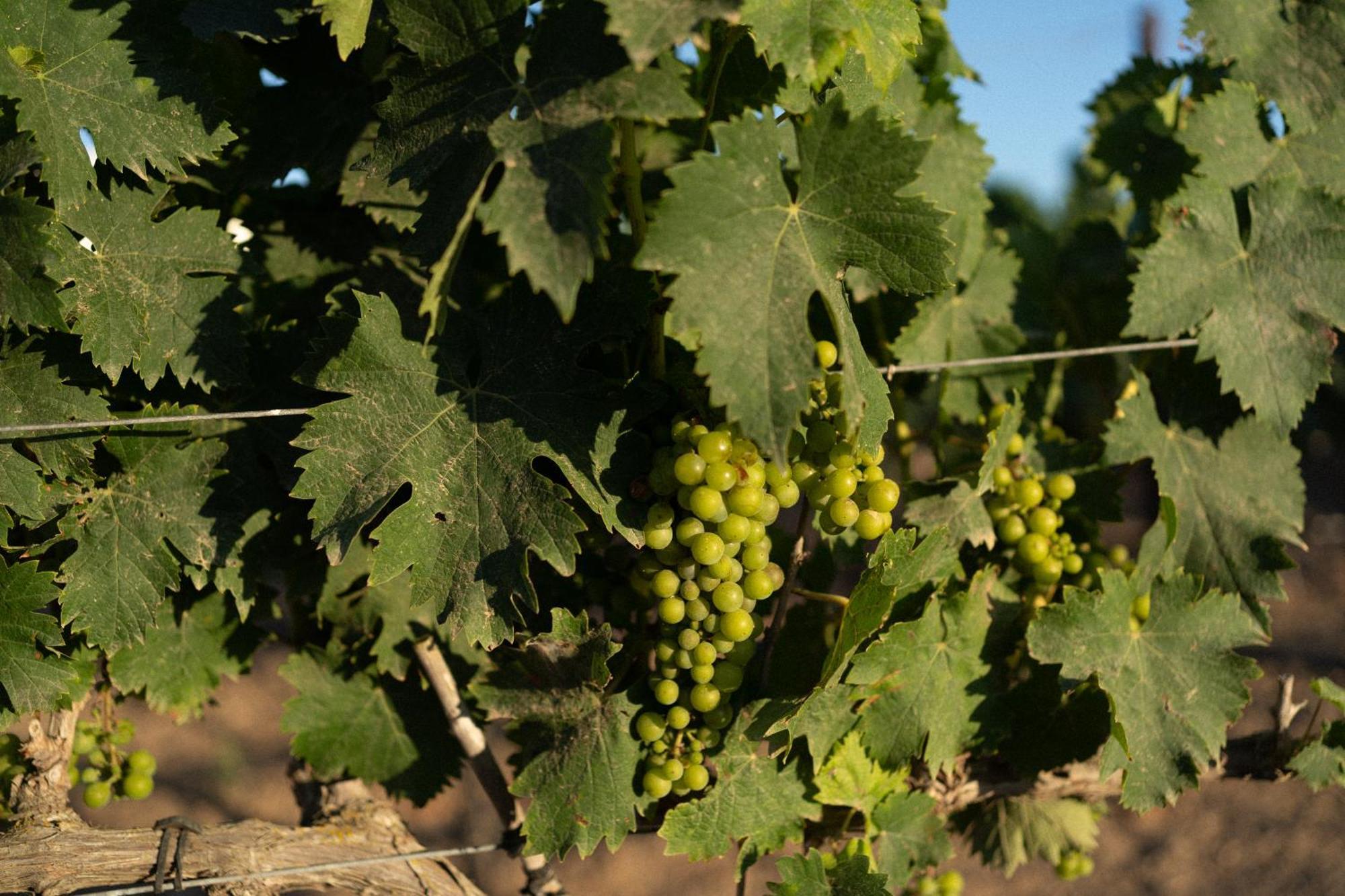 Vino Resort Son Amaret Son Macià Exterior foto
